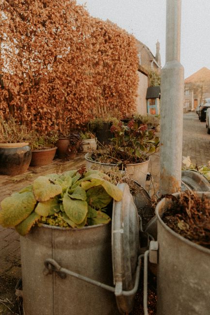 The image displays several rectangular metal containers, used as planters, positioned along a paved sidewalk. These containers vary in size and are made of galvanized steel with a slightly weathered finish, featuring handles on the sides. Inside the planters are various plants, including leafy green foliage and some with darker, reddish leaves, indicating they are still growing or dormant. Behind the planters, there is a tall hedge with dense, reddish-brown foliage extending along the left side, providing a natural boundary. To the right, a metal street lamp pole is visible, standing next to a paved road that has a parked vehicle and residential buildings in the background, with some rooftops and chimneys partly visible. The scene is lit with natural light, suggesting daytime in a quiet urban or suburban area. The arrangement looks like a managed outdoor space, possibly associated with a private property or garden area, while the presence of the containers and plants aligns with typical urban waste or garden waste handling, which Waste Disposal Kentish Town offers as part of its rubbish services for on-site clearance or alternative waste management options.