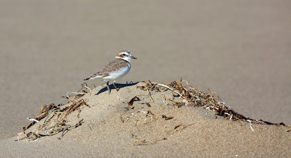A small bird with brown and white plumage, a light beige underbelly, and dark legs is perched on a mound of light brown sand. The bird faces slightly to the right, with its head turned to the side, showing a sharp, pointed beak and dark eyes. The sand mound is covered with dried seaweed, small twigs, and organic debris, creating a textured surface. The background is a smooth, blurred expanse of sandy or neutral-toned ground, with soft, natural lighting that highlights the bird's feathers and the granular surface of the sand. The scene appears to be a beach or coastal environment, with the bird possibly resting or observing its surroundings. Such natural coastal settings often attract small wildlife, and the debris on the sand is typical of areas where organic materials have washed ashore, supporting local ecosystems. The image depicts a quiet, undisturbed moment, emphasizing the natural habitat's simplicity and the bird's adaptation to this environment, suitable for a description supporting waste management and environmental themes.